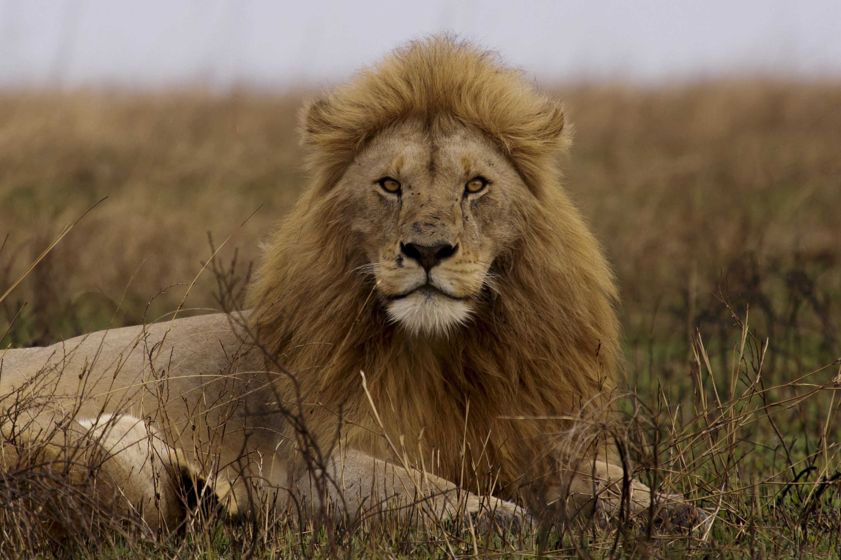 Northern Tanzania Highlights